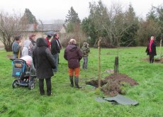 Plantation arbres nouveaux nés